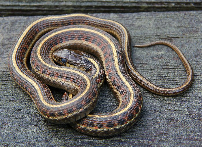 Coast Garter Snake